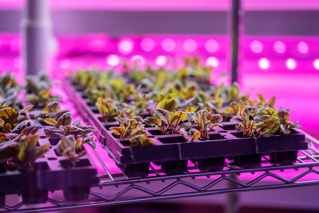 Microgreens growing hydroponically in vertically stacked layers, hydroponic indoor vertical garden