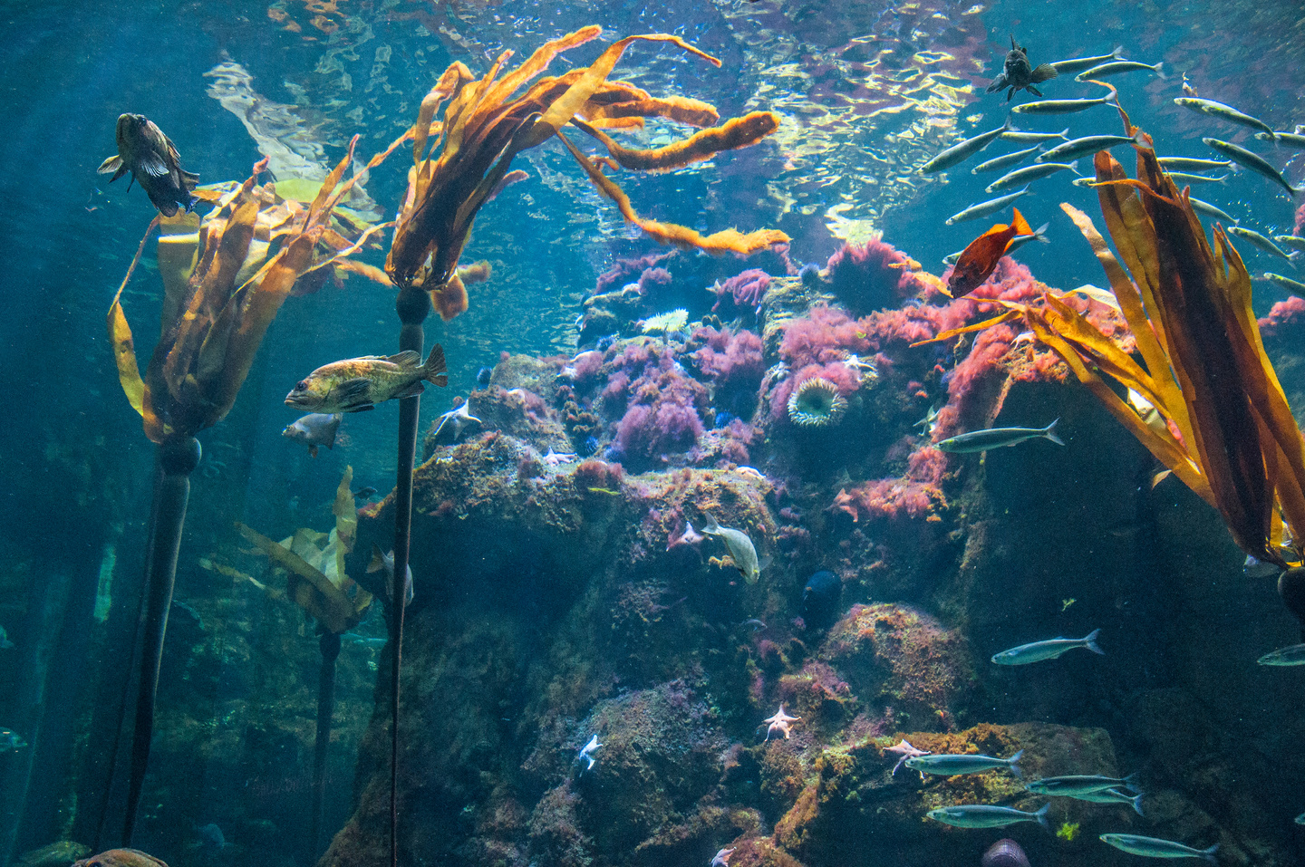 Kelp reef